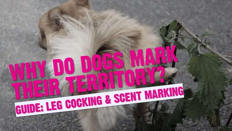 Why Do Dogs Mark Territory? (Dog Leg Cocking & Scent Marking Explained)