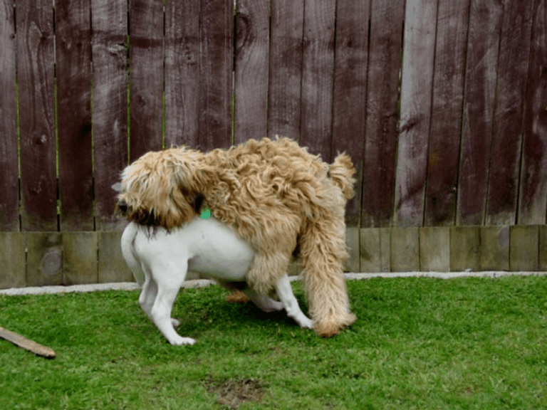 why is my dog humping