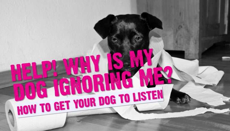 Why Does My Dog Ignore Me?