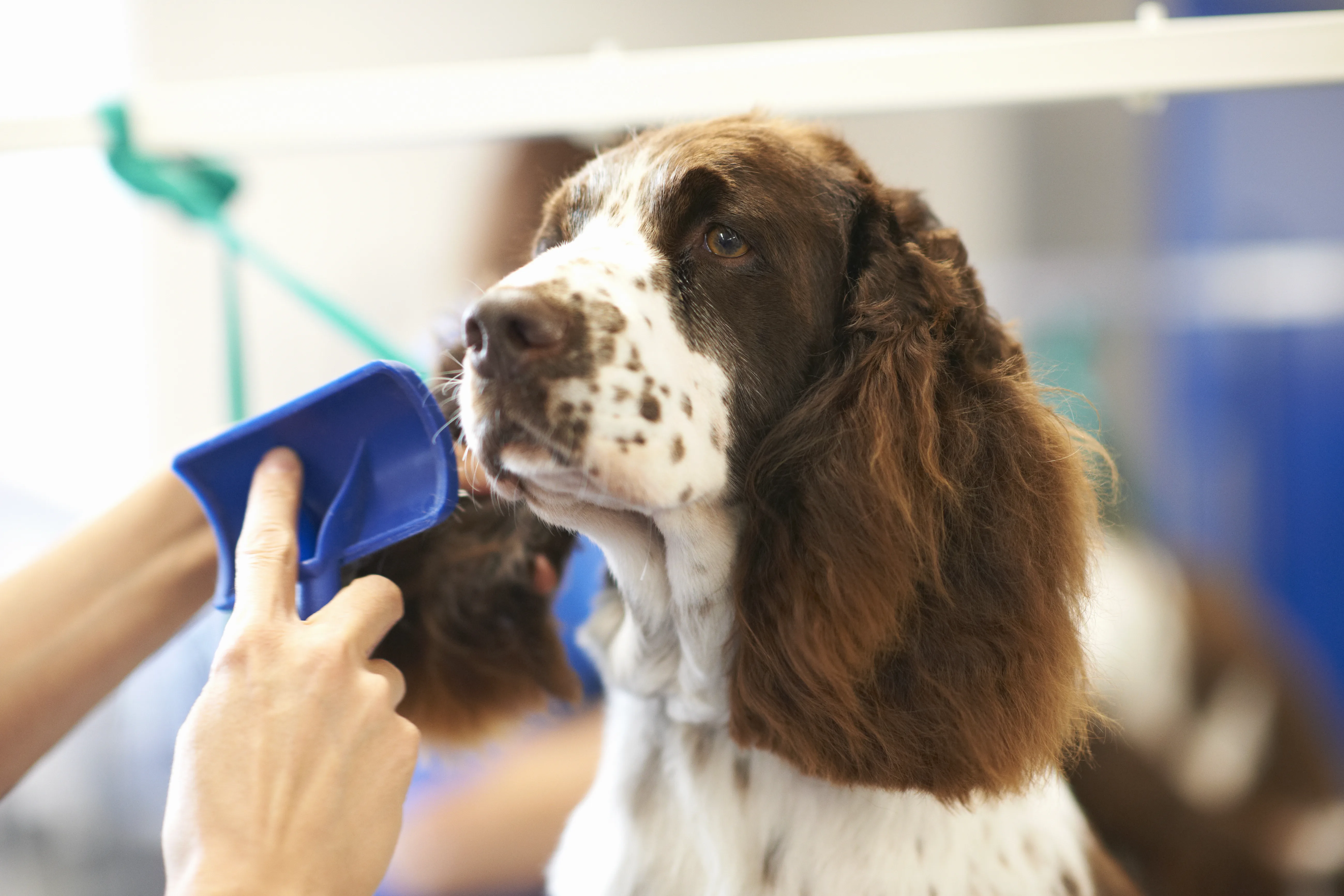 Best 8 Dog Grooming NYC Services for All Breeds in 2026 1 Best 8 Dog Grooming NYC Services for All Breeds in 2026
