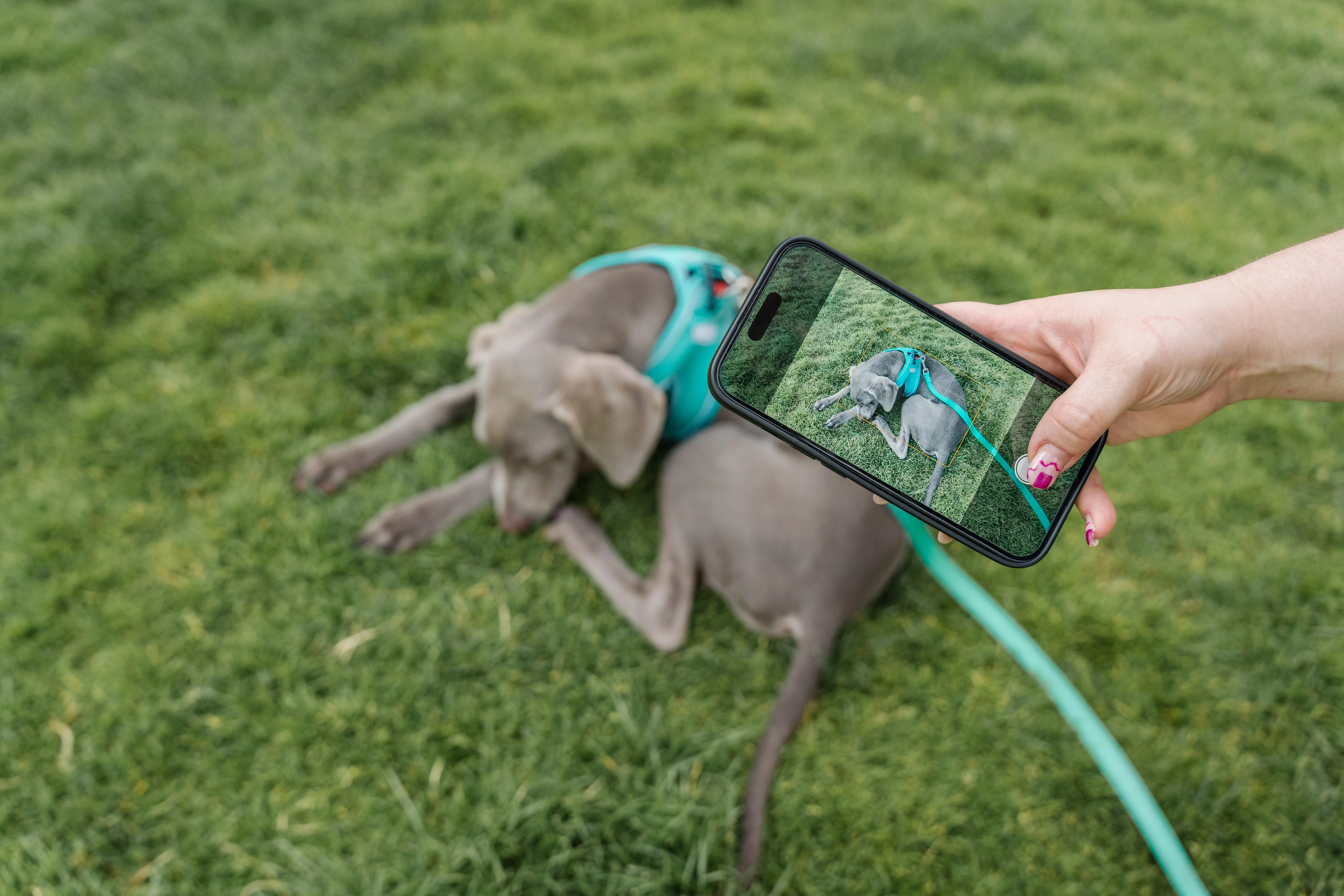 Lost and Found Pets in the Digital Age: How Technology Is Changing Recovery Rates for Dogs Across the US 2 Lost and Found Pets in the Digital Age: How Technology Is Changing Recovery Rates for Dogs Across the US