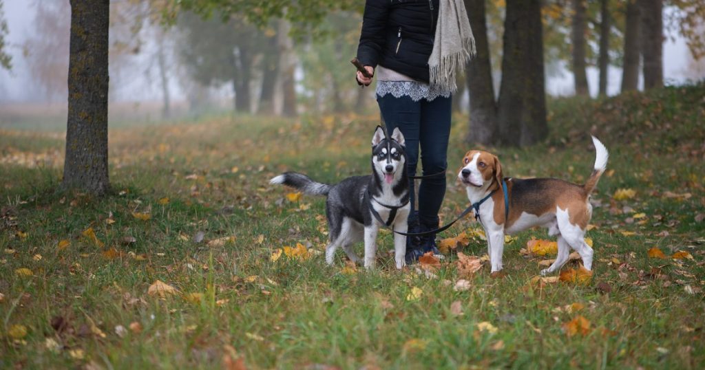 How One Dog's Sudden Change in Behaviour Would Go on to Save Her Owner 19 How One Dog's Sudden Change in Behaviour Would Go on to Save Her Owner