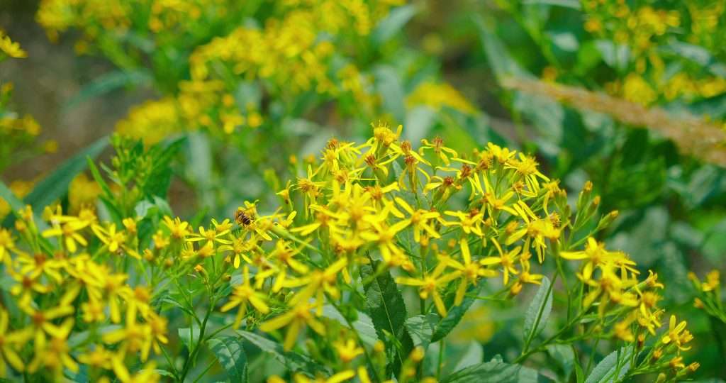 7 Poisonous Plants to Protect Your Dog From