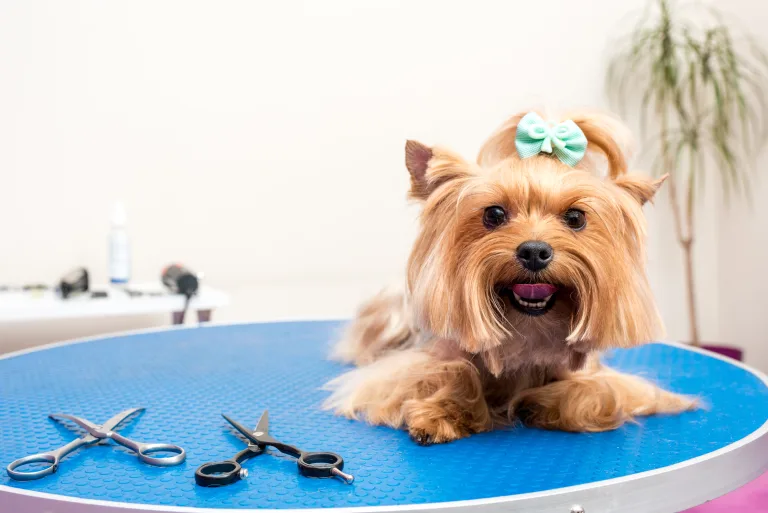 How Full-Service Dog Grooming Simplifies Pet Care for Busy Owners 22 How Full-Service Dog Grooming Simplifies Pet Care for Busy Owners